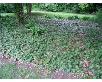 Storbladet eføy for markdekke